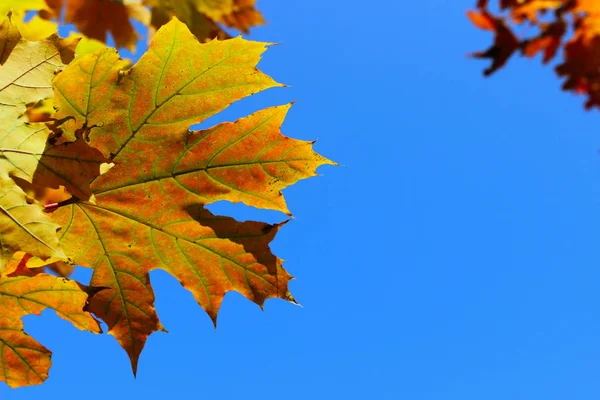 나뭇잎 있습니다 추상적 배경에 텍스트를 공간을 가지고 있습니다 가을의 — 스톡 사진