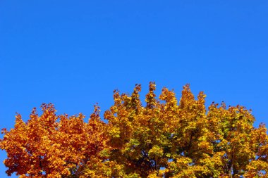 Mavi arka planda renkli yapraklar. Metin için bir sürü kopyalama alanı olan soyut doğa arkaplanı. Doğa, Sonbahar konsepti. 
