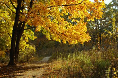 Ormandaki bir yolun bulanık görüntüsü. Sonbahar zamanı çok güzel bir orman. Sonbahar, Doğa, Peyzaj Konsepti.