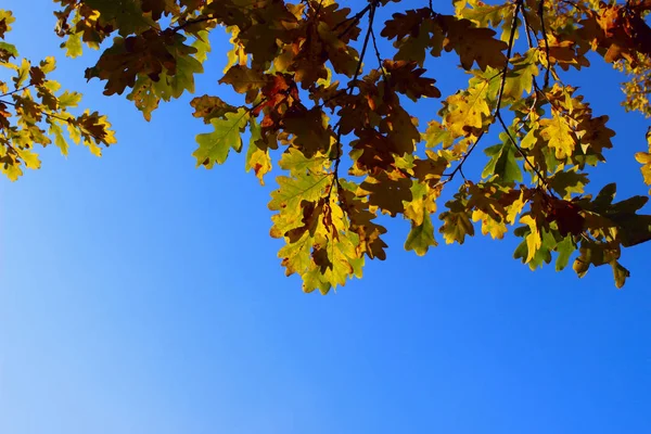 나뭇잎 있습니다 추상적 배경에 텍스트를 공간을 가지고 있습니다 가을의 — 스톡 사진