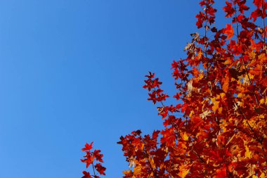 Mavi gökyüzü arka planında renkli akçaağaç yaprakları. Doğa geçmişi. Güzel sonbahar yaprakları mavi gökyüzünde.