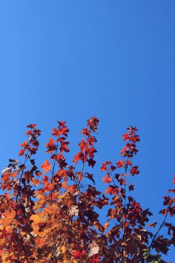 Mavi gökyüzü arka planında renkli akçaağaç yaprakları. Doğa geçmişi. Güzel sonbahar yaprakları mavi gökyüzünde.