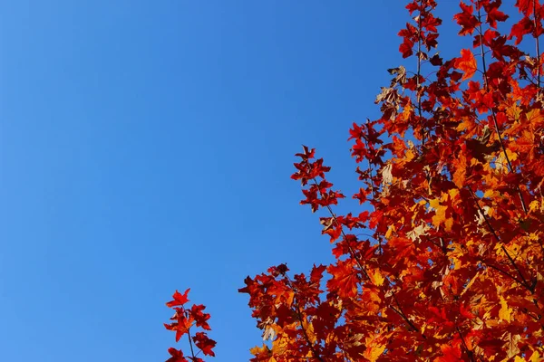 위에는 단풍나무 잎들이 펼쳐져 자연의 아름다운 하늘을 — 스톡 사진