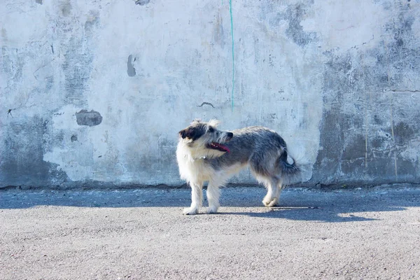 Netter Kleiner Hund Über Grauem Wandhintergrund Hund Freien Kopierplatz Für — Stockfoto