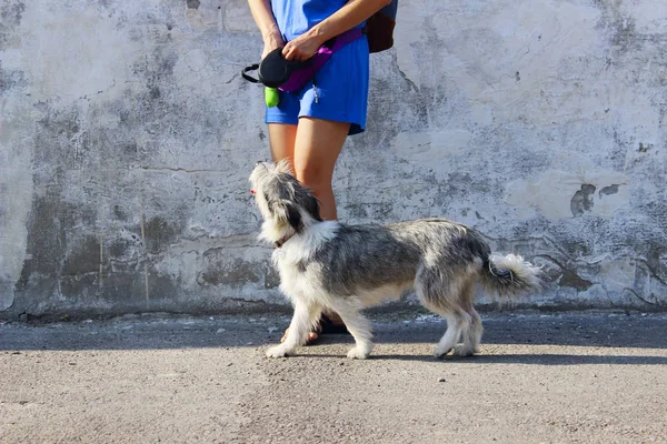 Evcil Hayvan Sahibi Genç Bir Kadının Köpeğini Eğitirken Çekilmiş Bir — Stok fotoğraf