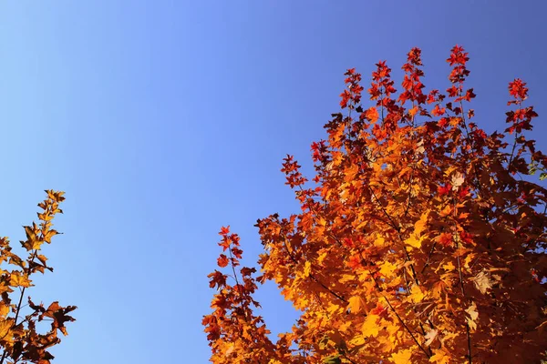 위에는 단풍나무 잎들이 펼쳐져 자연의 아름다운 하늘을 — 스톡 사진