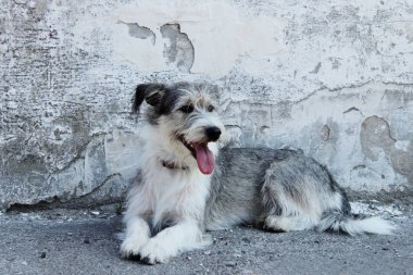 Gri duvar arka planında sevimli küçük bir köpek. Köpek açık havada, metin için alanı kopyala.