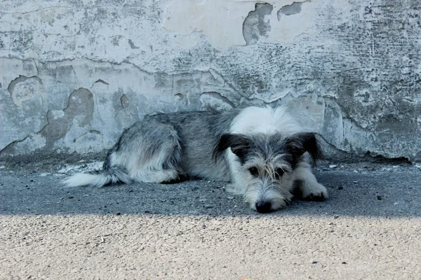 Schattig Hondje Grijze Muur Achtergrond Hond Buiten Kopieerruimte Voor Tekst — Stockfoto