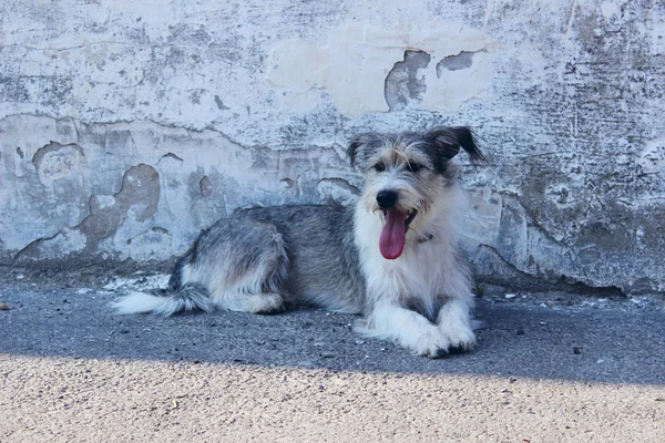 Mignon Petit Chien Sur Fond Mur Gris Chien Extérieur Espace — Photo