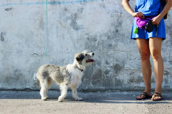 Evcil Hayvan Sahibi Genç Bir Kadının Köpeğini Eğitirken Çekilmiş Bir — Stok fotoğraf