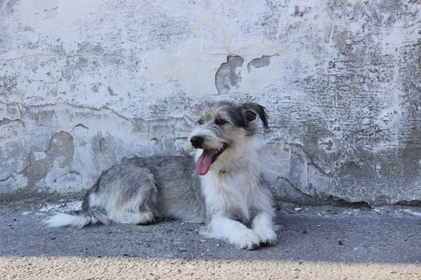 Roztomilý Malý Pes Přes Šedou Zeď Pozadí Pes Venku Kopírovat — Stock fotografie