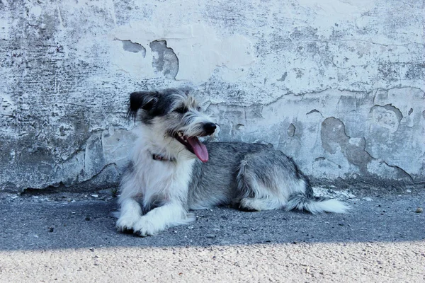 Gri Duvar Arka Planında Sevimli Küçük Bir Köpek Köpek Açık — Stok fotoğraf