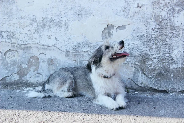 Mignon Petit Chien Sur Fond Mur Gris Chien Extérieur Espace — Photo