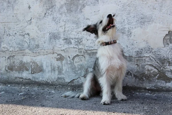 Gri Duvar Arka Planında Sevimli Küçük Bir Köpek Köpek Açık — Stok fotoğraf