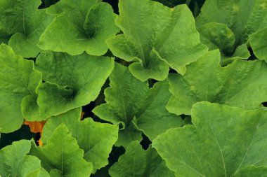 Yeşil kabak yaprakları, kırpılmış atış. Hasat, bahçe, bitki konsepti. 