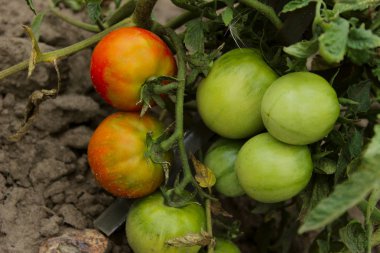 Bahçede doğranmış domates. Yeşil domates. Yiyecek, bahçe, hasat konsepti.