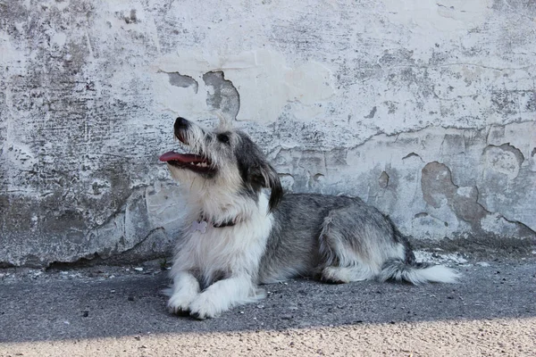 Gri Duvar Arka Planında Sevimli Küçük Bir Köpek Köpek Dışarıda — Stok fotoğraf