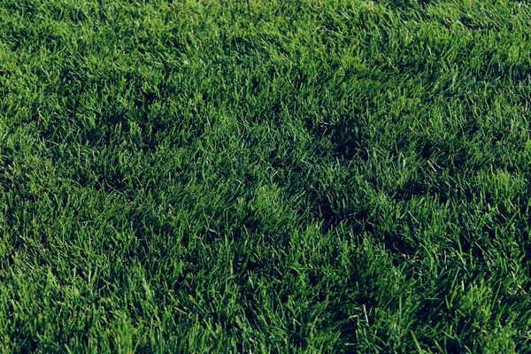 Blurred Image Green Grass Background Cropped Shot Green Meadow Abstract — Stock Photo, Image