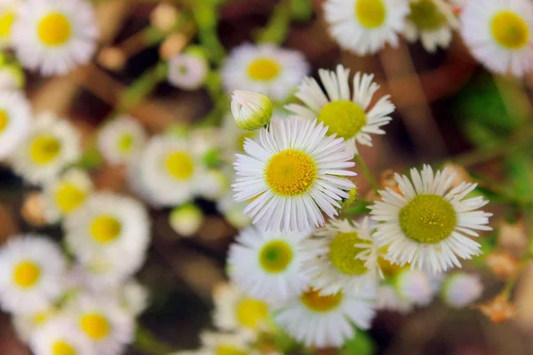 Immagine Azzurrata Camomille Bianche Sfondo Sfocato Fiori Bianchi Sfondo Della — Foto Stock