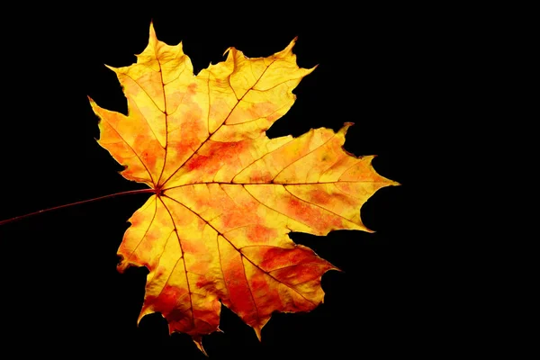 Цветной Лист Черном Фоне Абстрактный Природный Фон Осенний Фон — стоковое фото