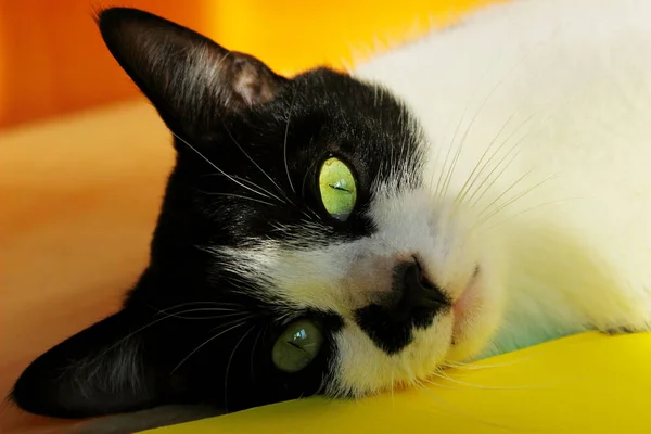 Χαριτωμένη Γάτα Σμόκιν Ξαπλωμένη Στο Κρεβάτι Μαύρη Γάτα Πάνω Από — Φωτογραφία Αρχείου