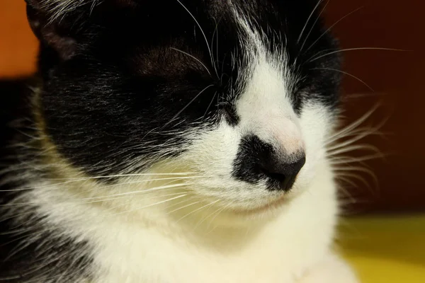 Rozmazaný Střípek Spící Kočky Tuxedo Zblízka Domácí Mazlíčci Zvířata Koncept — Stock fotografie