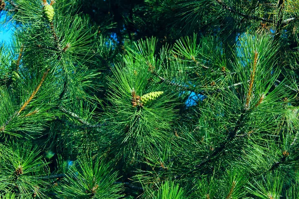 Abgeschnittener Schuss Von Kiefer Hintergrund Grüne Natur Abstrakte Natur Hintergrund — Stockfoto