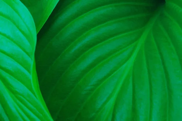 Размытое Изображение Зеленых Листьев Текстуры Фона Обрезанный Снимок Абстрактный Природный — стоковое фото