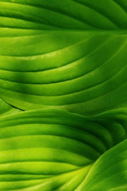 Yeşil yaprak dokusu arkaplanının bulanık görüntüsü, kırpılmış çekim. Metin için bir sürü kopyalama alanı olan soyut doğa arkaplanı. Yeşil yapraklar arkaplan, kapat.