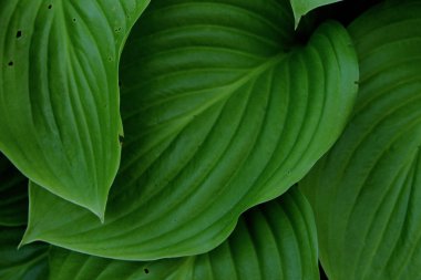 Yeşil yaprak dokusu arkaplanının bulanık görüntüsü, kırpılmış çekim. Metin için bir sürü kopyalama alanı olan soyut doğa arkaplanı. Yeşil yapraklar arkaplan, kapat.