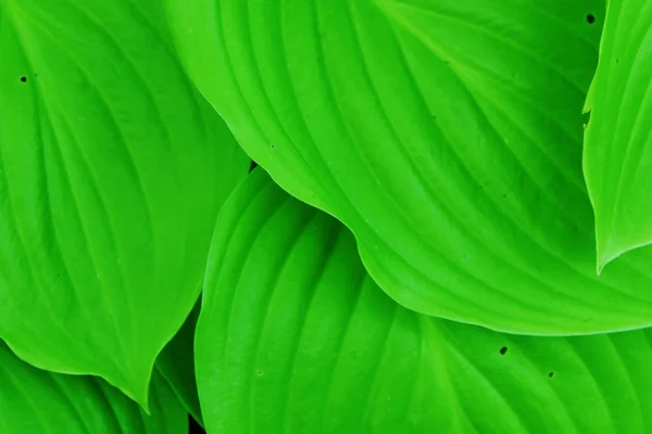 Verschwommenes Bild Von Grünen Blättern Textur Hintergrund Abgeschnittene Aufnahme Abstrakter — Stockfoto