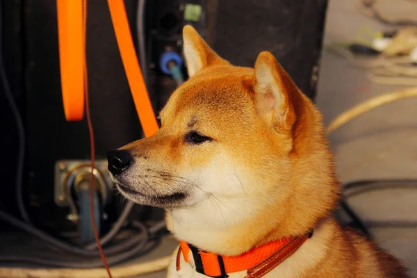 Cropped shot of a dog looking to the side. Animals, pets concept. Shiba Inu, cropped shot.