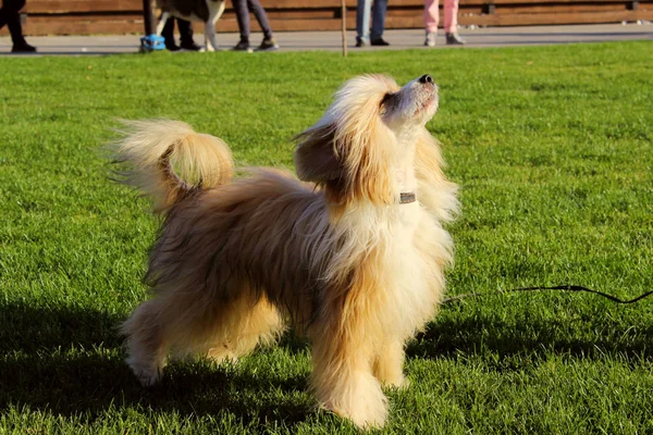 Chinese Crested Dehors Mignon Petit Chien Plein Air Image Pleine — Photo