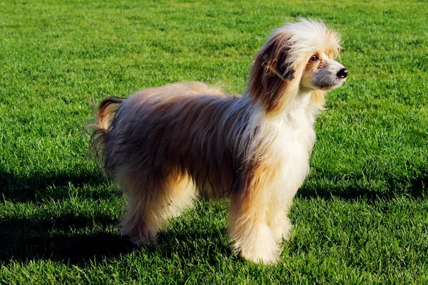 中国人は外で逮捕かわいい犬の屋外 緑の芝生の背景に犬の完全な長さの画像 — ストック写真