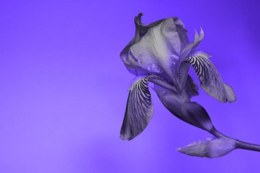 Bulanık botanik geçmişi. Renkli bir arkaplan, yatay görüş, kırpılmış görüntü. 