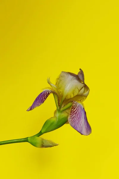 Розмитий Ботанічний Фон Квітка Ірису Барвистому Фоні Горизонтальний Вигляд Обрізаний — стокове фото