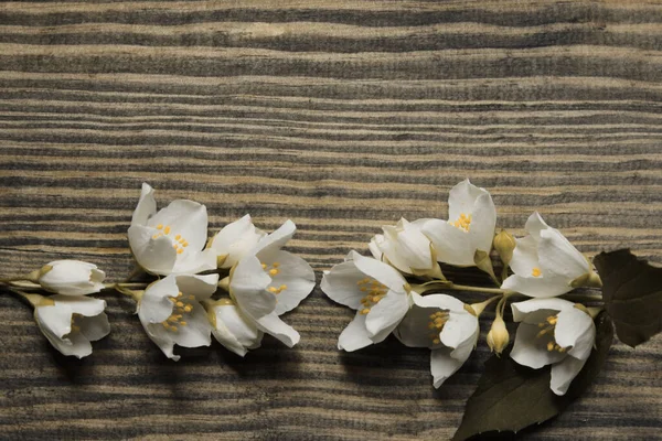 Rama Jazmín Sobre Fondo Madera Flores Jazmín Blanco Sobre Fondo —  Fotos de Stock