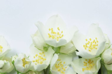 Hafif arka planda beyaz yasemin çiçekleri. Beyaz çiçek arkaplanı. Soyut botanik arkaplan.