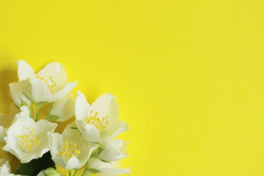 Sarı arka planda beyaz yasemin çiçekleri. Beyaz çiçek arkaplanı. Soyut botanik arkaplan.