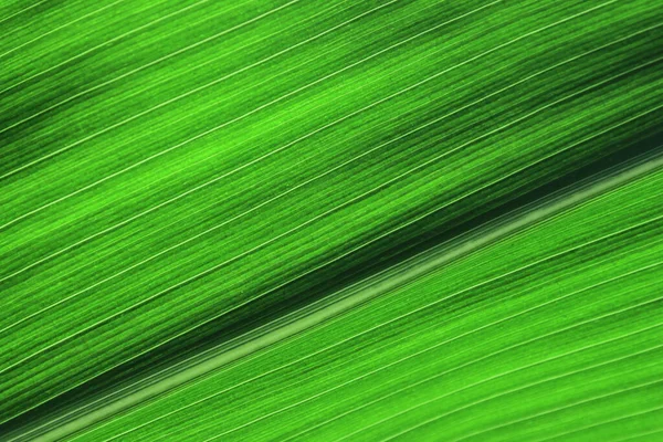 Blurred green texture background. Cropped shot of green leaf texture. Abstract nature background. Abstract texture background.