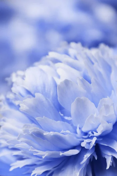 Bulanık Doğa Geçmişi Soyut Botanik Geçmişi Mavi Bir Çiçeğin Bulanık - Stok İmaj