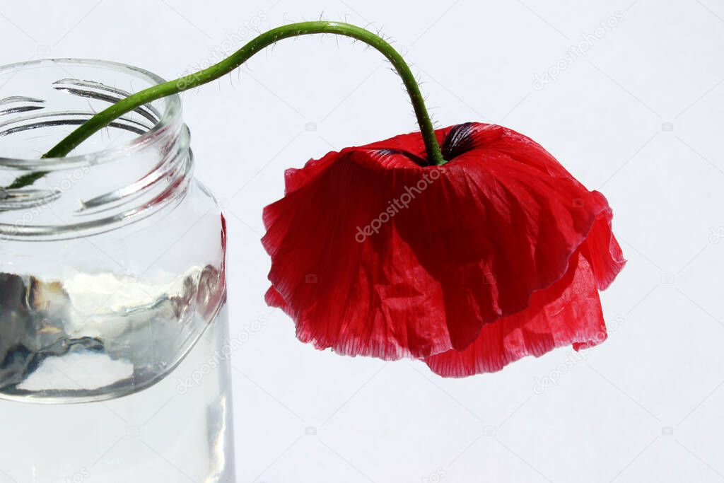 Beautiful red poppy in a glass jar on a white background. Red flower in a glass, place for text, horizontal view. Abstract botanical background.