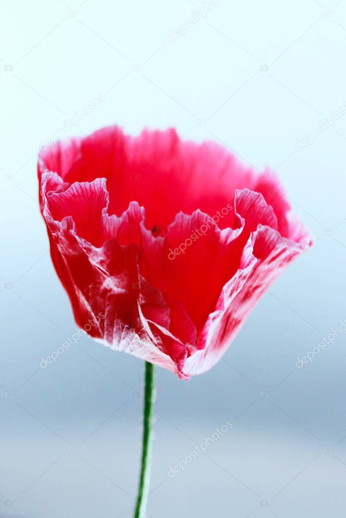 Blurry image of beautiful red poppy flower on white background, vertical view, space for text. Blurred nature background.
