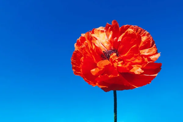 Beautiful Red Poppy Flower Blue Sky Background Horizontal View Place — Stock Photo, Image