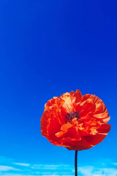 Hermosa Flor Amapola Roja Fondo Azul Cielo Vista Vertical Lugar —  Fotos de Stock