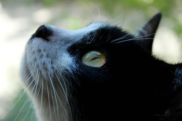 Zwarte Kat Kijkt Omhoog Van Dichtbij Wazige Achtergrond Dieren Huisdieren — Stockfoto