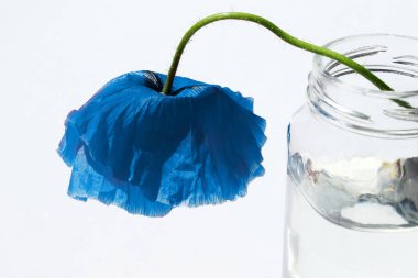 Beyaz arka planda cam kavanozdaki güzel mavi haşhaş. Bardakta mavi çiçek, yazı için yer, yatay görüş. Soyut botanik arkaplan.