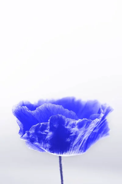 Verschwommenes Bild Der Schönen Blauen Mohnblume Auf Weißem Hintergrund Vertikale — Stockfoto