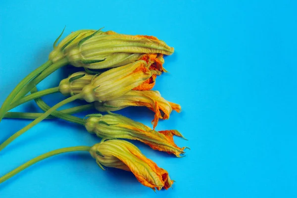 Fiori Zucchine Sfondo Colorato Fiori Gialli Sfondo Blu Fiori Zucchine — Foto Stock