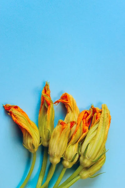 Renkli Arka Planda Kabak Çiçekleri Mavi Arka Planda Sarı Çiçekler — Stok fotoğraf